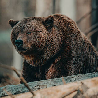 Г Медведя Фото