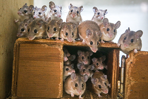 «Это ужасно действует на психику» Австралию атаковали миллиарды мышей. Они устраивают пожары и кусают детей по ночам