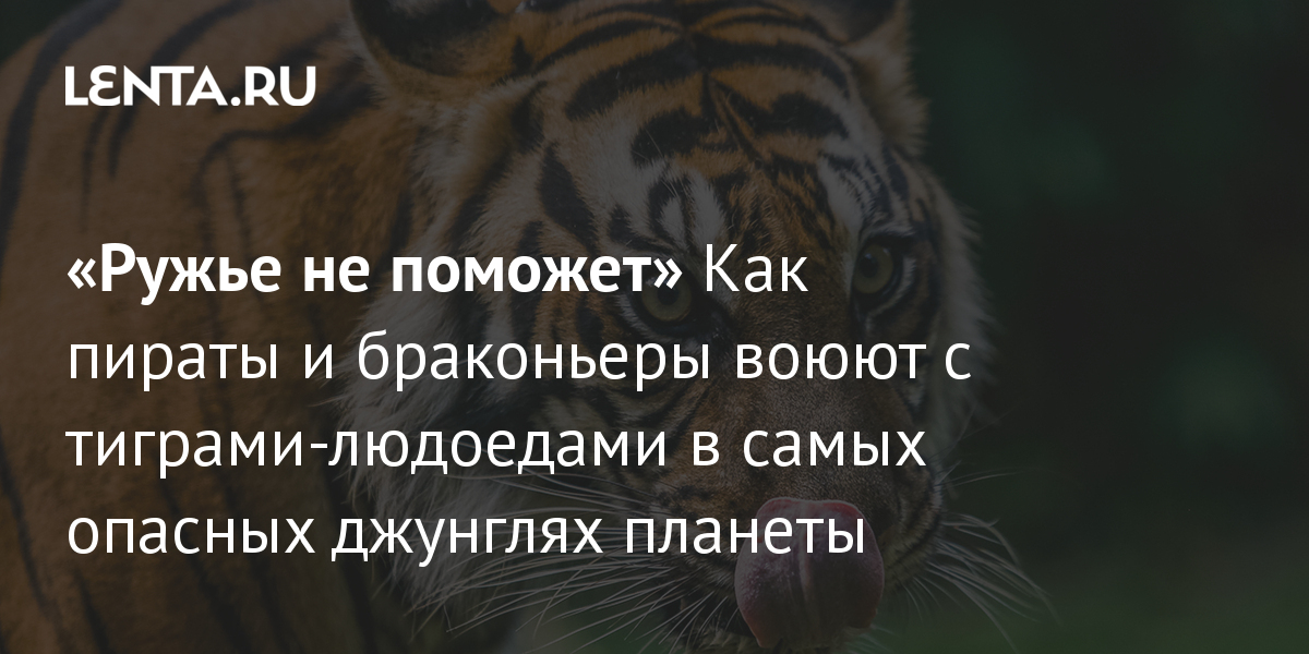 Исследования Яндекса — Рыба, смерть и стихийные бедствия: какие сны ищут в поиске Яндекса