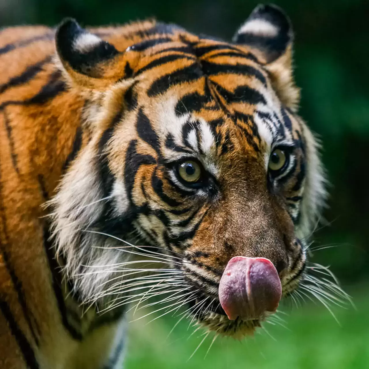 Крупные Тигры Фото