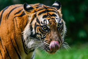 «Ружье не поможет» Как пираты и браконьеры воюют с тиграми-людоедами в самых опасных джунглях планеты