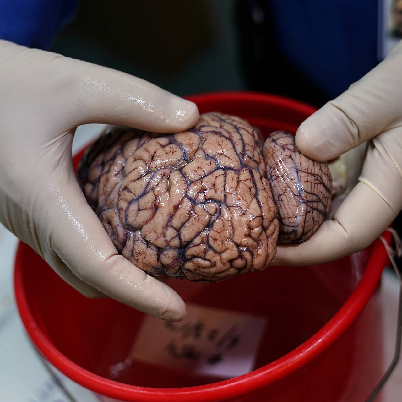 Человеческий мозг оказался способен путешествовать во времени: Наука: Наука  и техника: Lenta.ru
