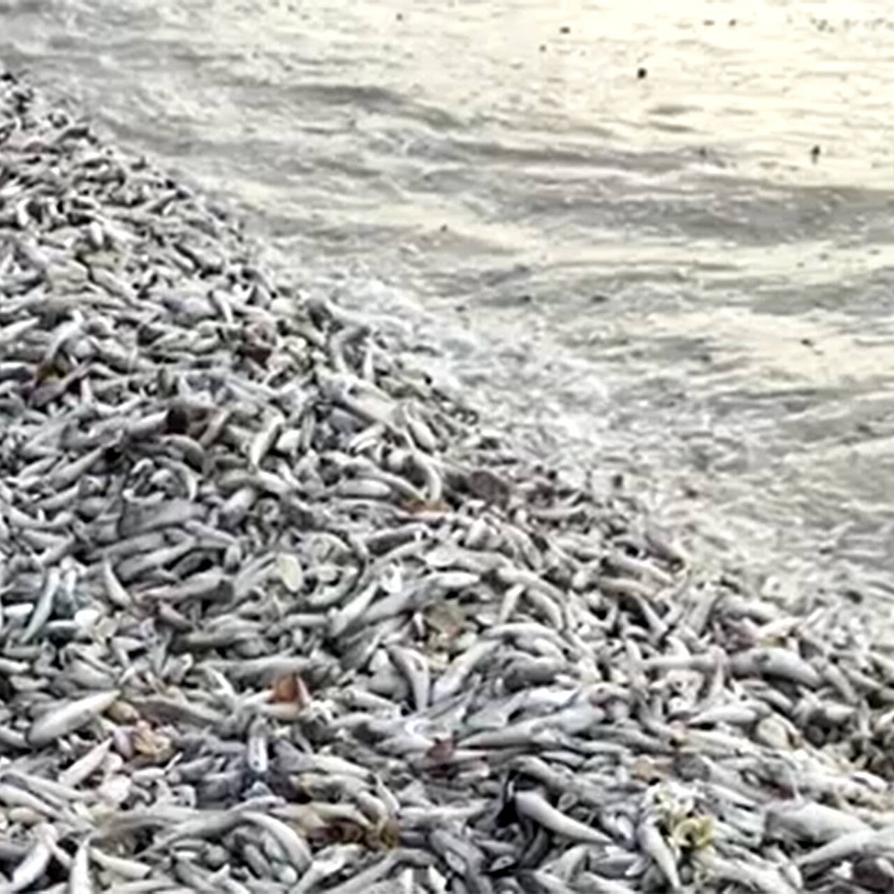 Рыба цаца цимлянская. Рыбка цаца болгария. Рыба цаца евпатория. Рыбка цаца. Цимлянское водохранилище рыба.