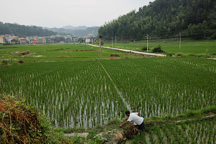 TikTok поднял китайское сельское хозяйство