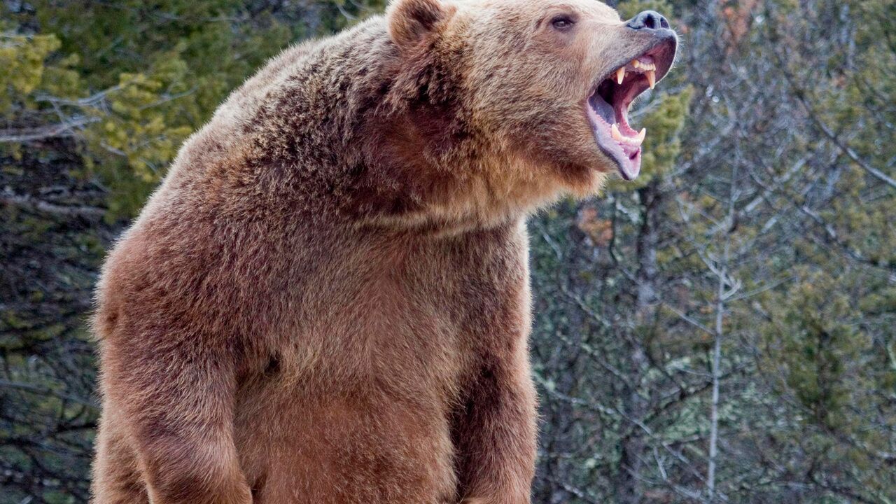 Как Выглядит Медведь Фото
