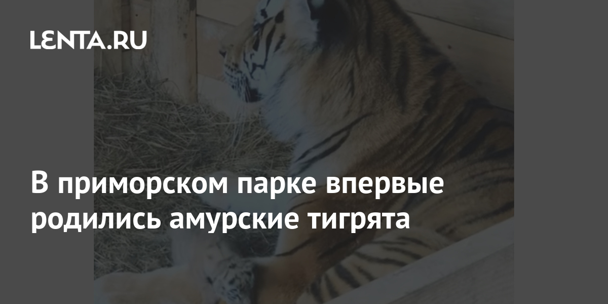 В приморском парке впервые родились амурские тигрята 1 share dae9b894d388a9551bf4afe84fde99dc В приморском парке впервые родились амурские тигрята