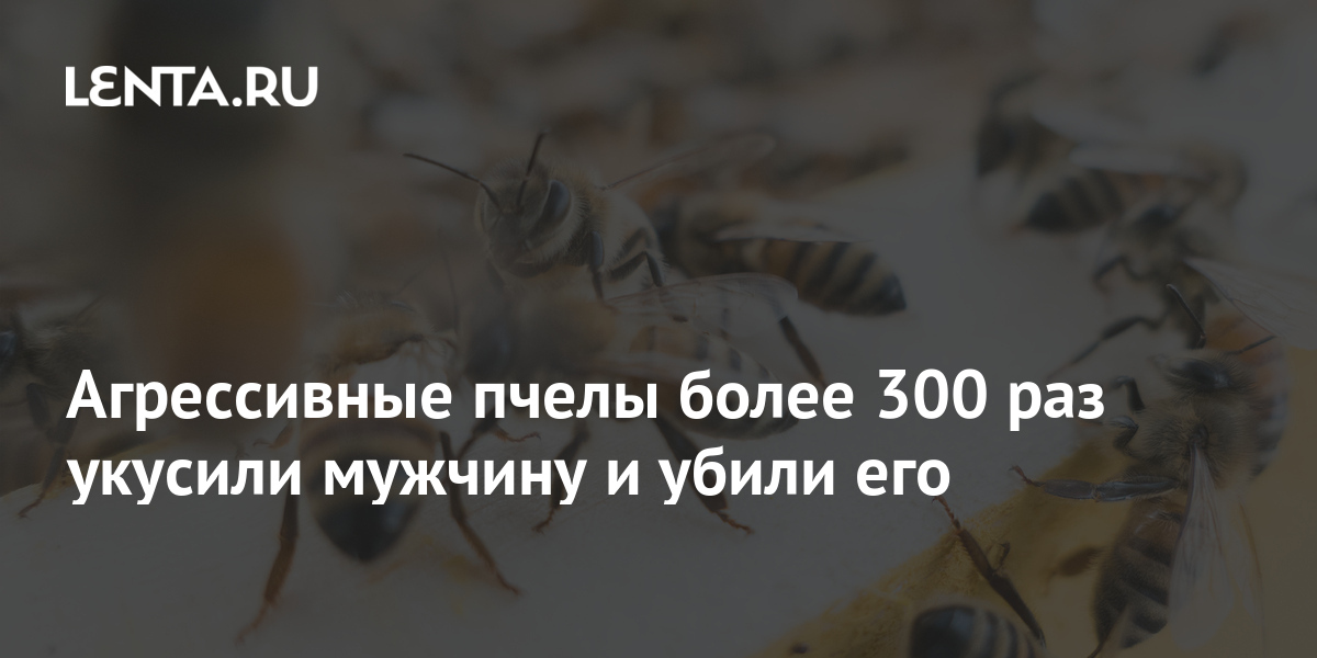 Агрессивные пчелы более 300 раз укусили мужчину и убили его 1 share 3265b5c1823bfae139e18aea1ba3425e Агрессивные пчелы более 300 раз укусили мужчину и убили его