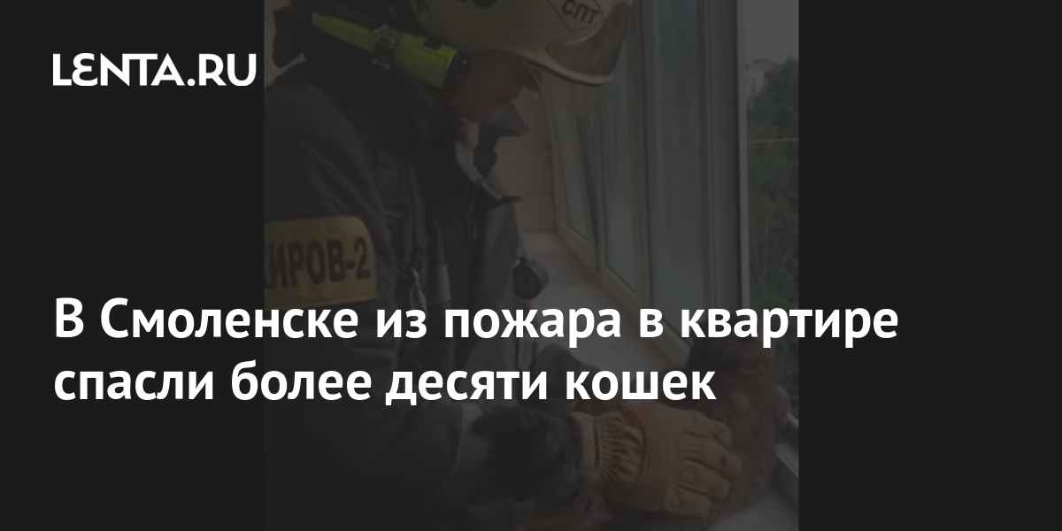 В Смоленске из пожара в квартире спасли более десяти кошек 1 share 1e4b1960fd3d81c43f3db660a32f8066 В Смоленске из пожара в квартире спасли более десяти кошек
