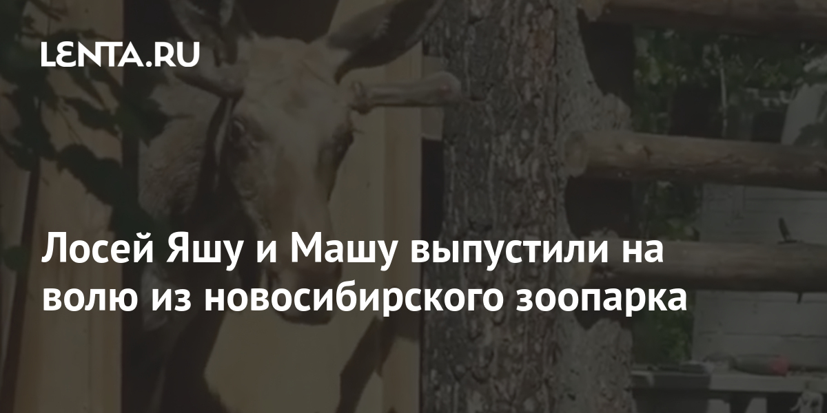 Лосей Яшу и Машу выпустили на волю из новосибирского зоопарка 1 share 8f6010fed56934daecc8f81697bff1d6 Лосей Яшу и Машу выпустили на волю из новосибирского зоопарка