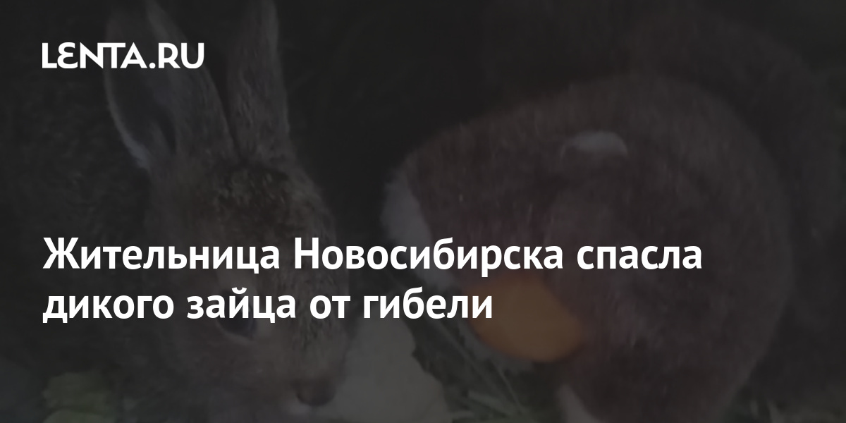 Жительница Новосибирска спасла дикого зайца от гибели: Люди: Моя страна ...