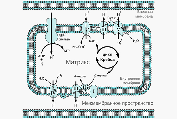 Окислительное фосфорилирование в митохондриях