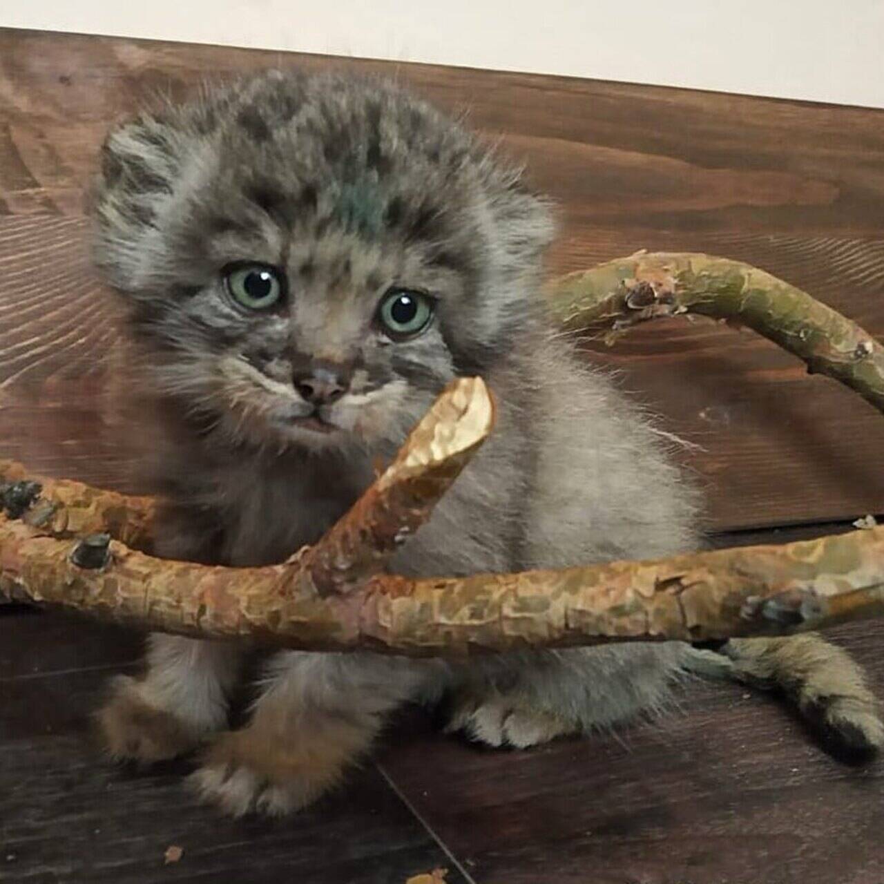 В Улан-Удэ Трех Котят Манула Спасли От Истощения: Люди: Моя Страна.