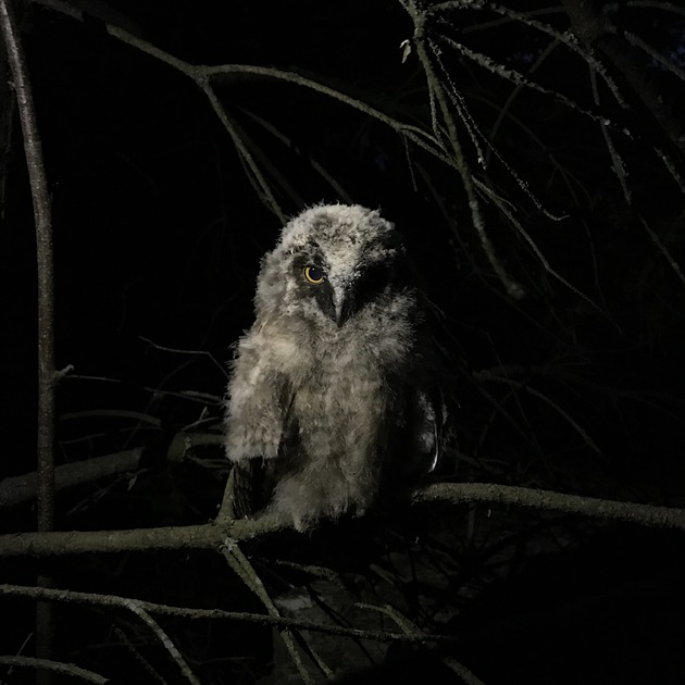 Россиянину Никите Кулагину удалось запечатлеть на iPhone птенца совы в темное время суток. Птица, глядящая прямо в объектив, принесла ему почетное упоминание в номинации «Животные».