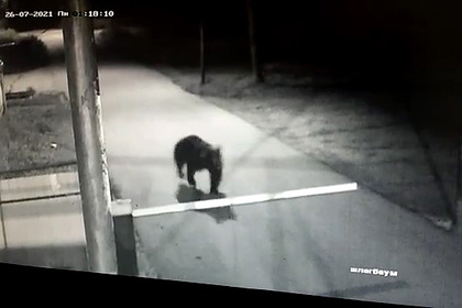В Якутии медведь заглянул в детский дом и попал на видео