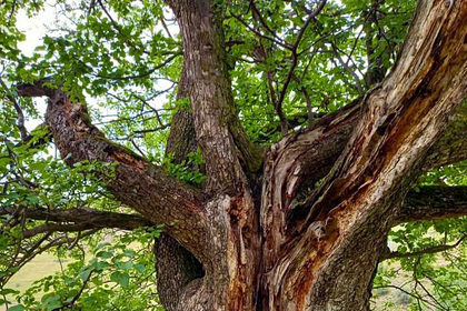 В Нацреестр старовозрастных деревьев внесли 200-летнюю грушу из Ингушетии