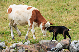 Телки — на выход. Доминированию коров в сельском хозяйстве приходит конец. Как их заменят козы и почему это выгодно?
