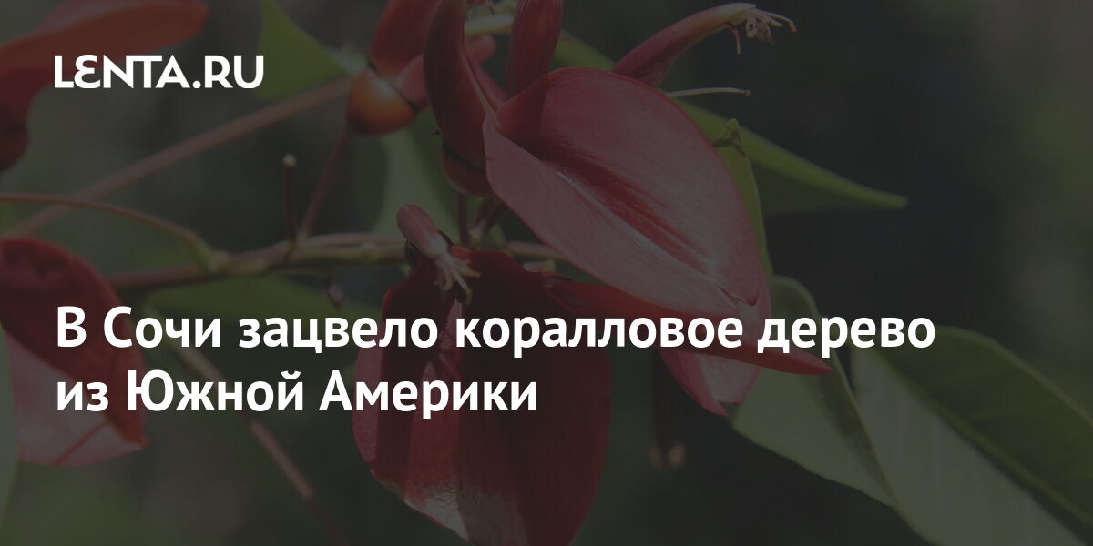 Мебельное дерево из южной америки