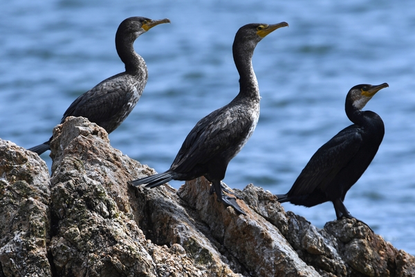 Птицы морские калининградской области фото с названиями