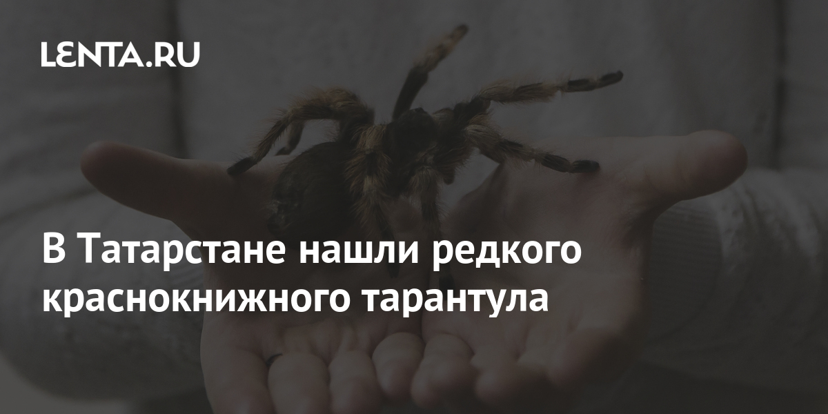 Ученые отреагировали на сообщения о появлении в Казани ядовитых пауков «Черная вдова»