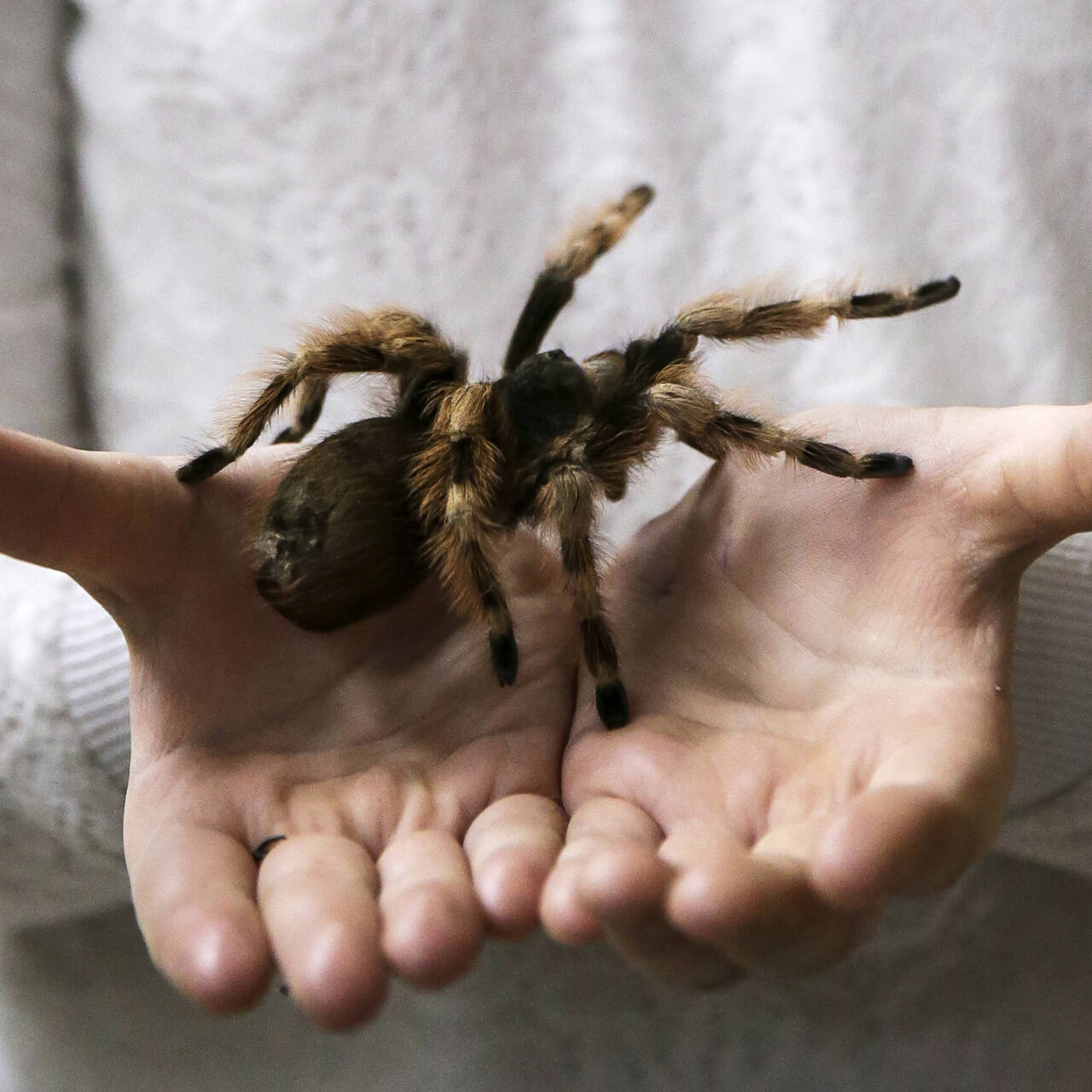 Южнорусский тарантул — Фото №