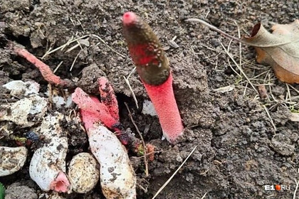 «Адский» краснокнижный гриб вырос на даче под Новосибирском и удивил россиян