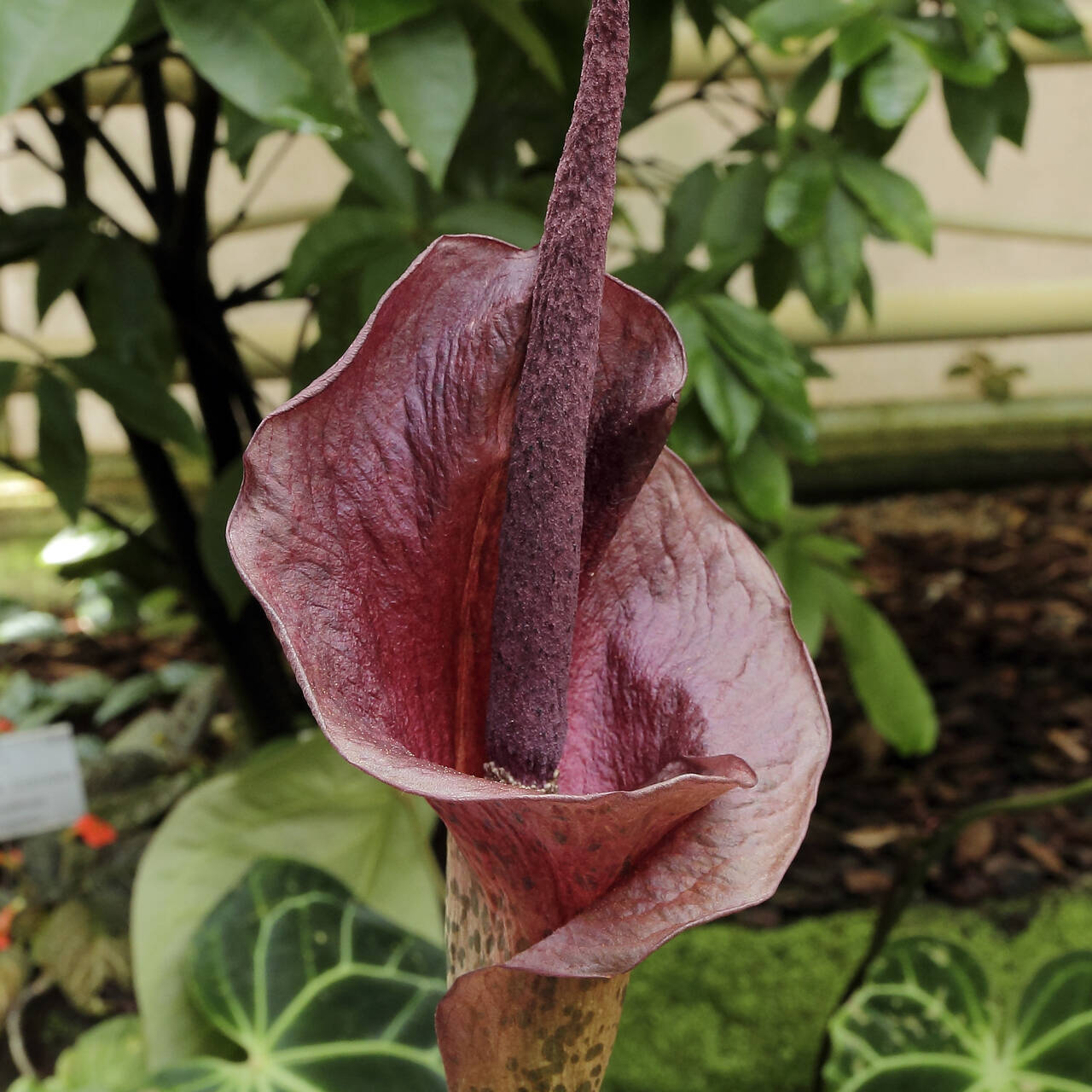 A rare Indonesian flower was spotted in glorious full bloom in Maninjau Reserve