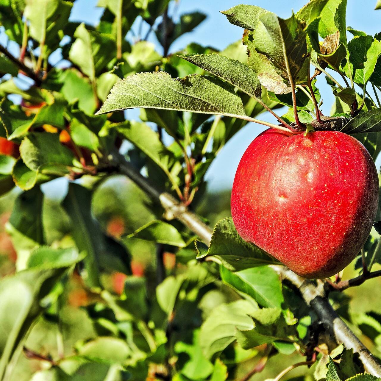 Царское яблоко. Apple Garden background. SIMNATION Orchards.