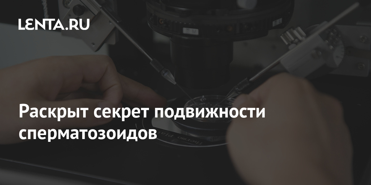 Полезные рекомендации: что делать мужчине перед сдачей спермограммы