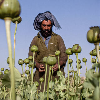 Талибан и наркотики вяжем коноплю