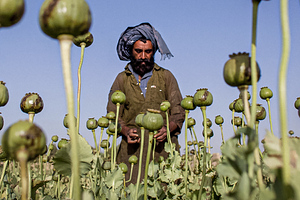 Героиновый джихад. Афганские наркотики продают по всему миру. Рискнут ли талибы отказаться от этого прибыльного бизнеса?