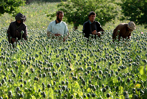 Афганцы собирают опиум