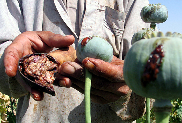 Сбор опиума для производства героина на поле в провинции Кандагар