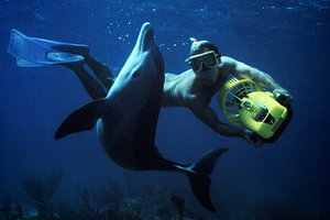 Невероятные приключения Джоджо. Дельфин-одиночка наводил страх на туристов. Как дружба с человеком изменила его жизнь