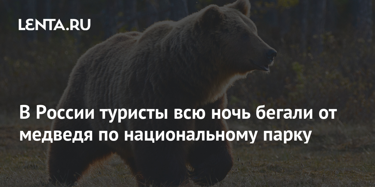 кейси андерсон и медведь гризли брут. можно ли убежать от медведя человеку.