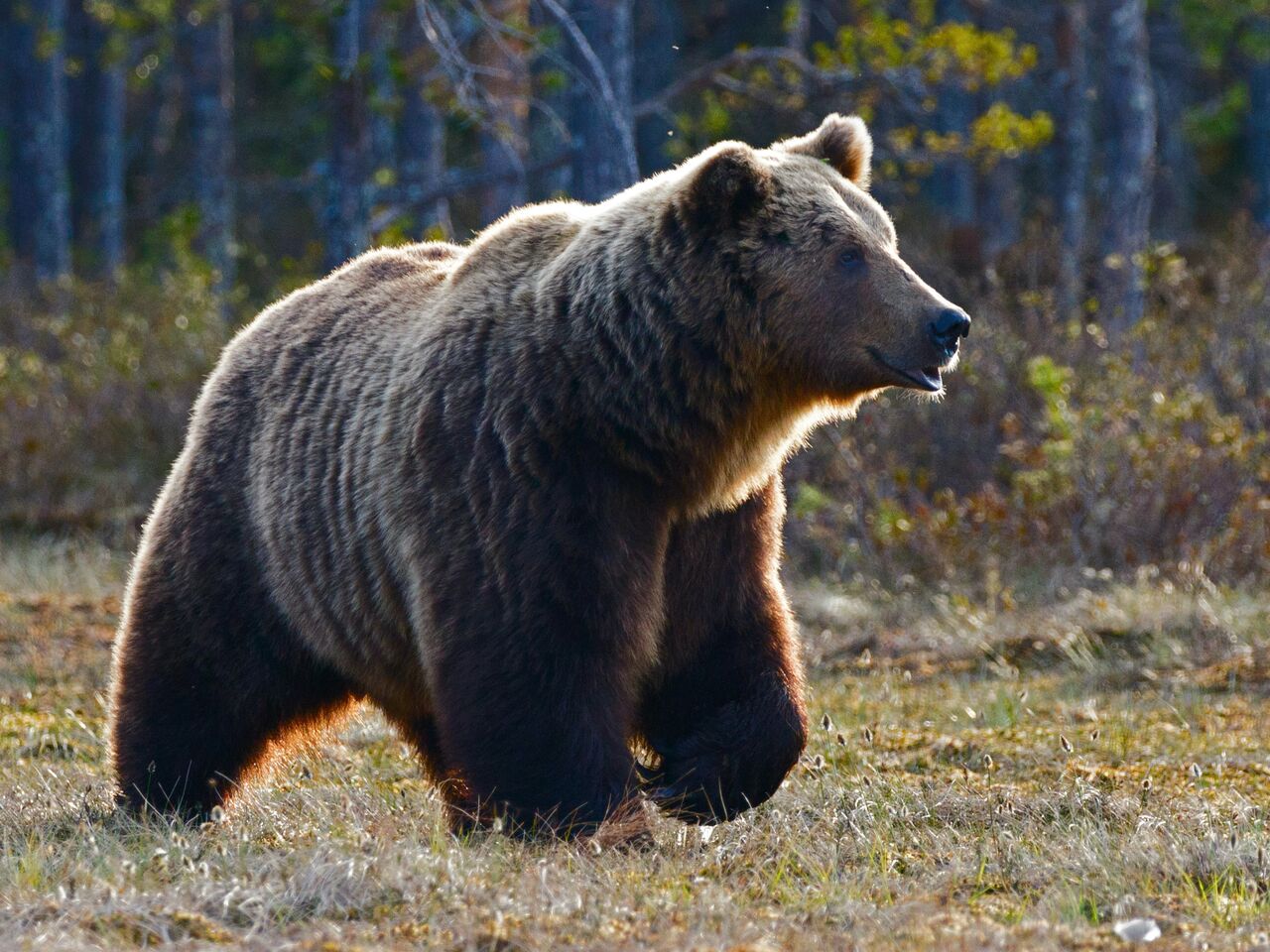 Бурый медведь в ХМАО