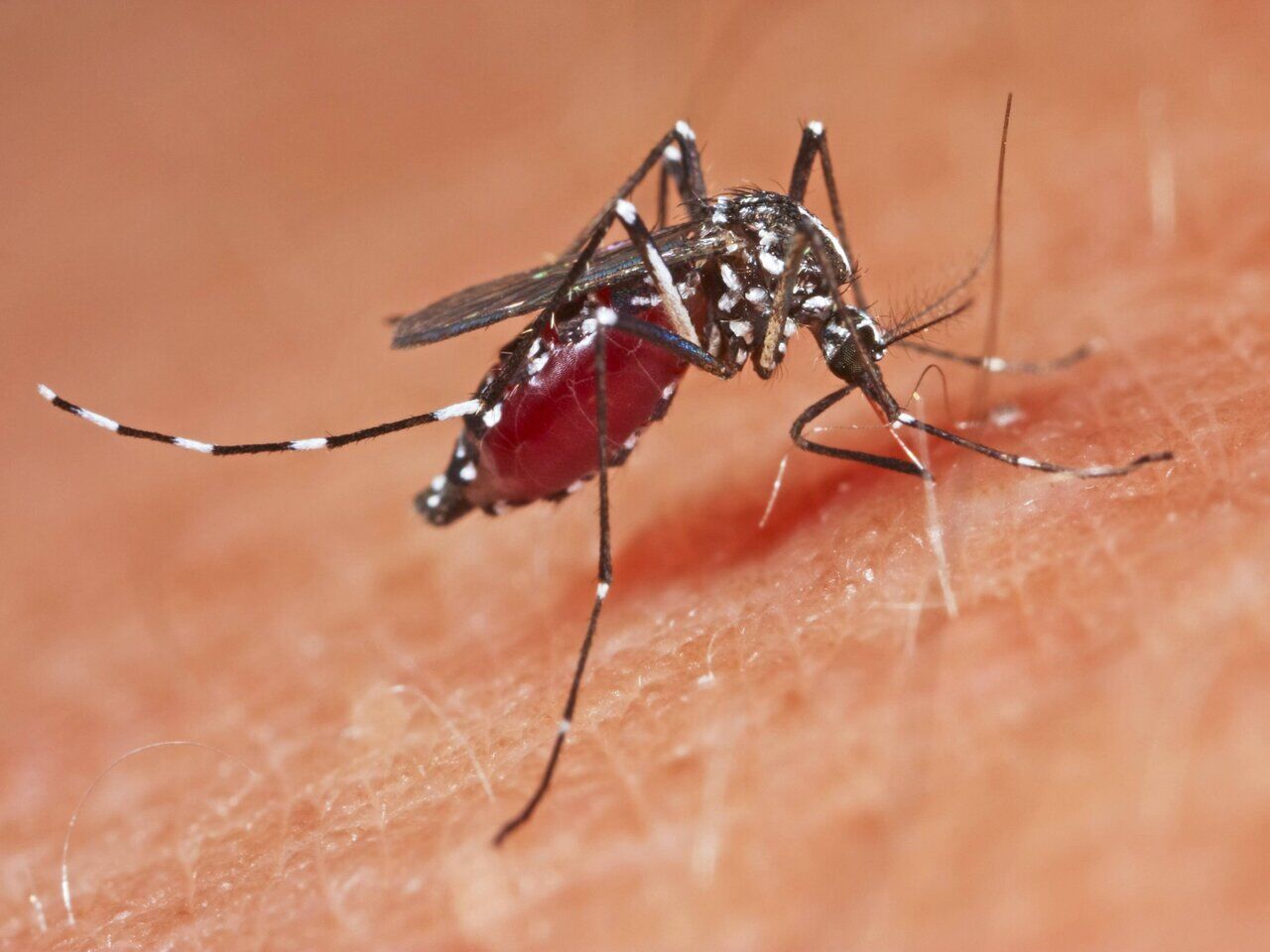 Komsomolsk-na-Dneprda jinsiy aloqa