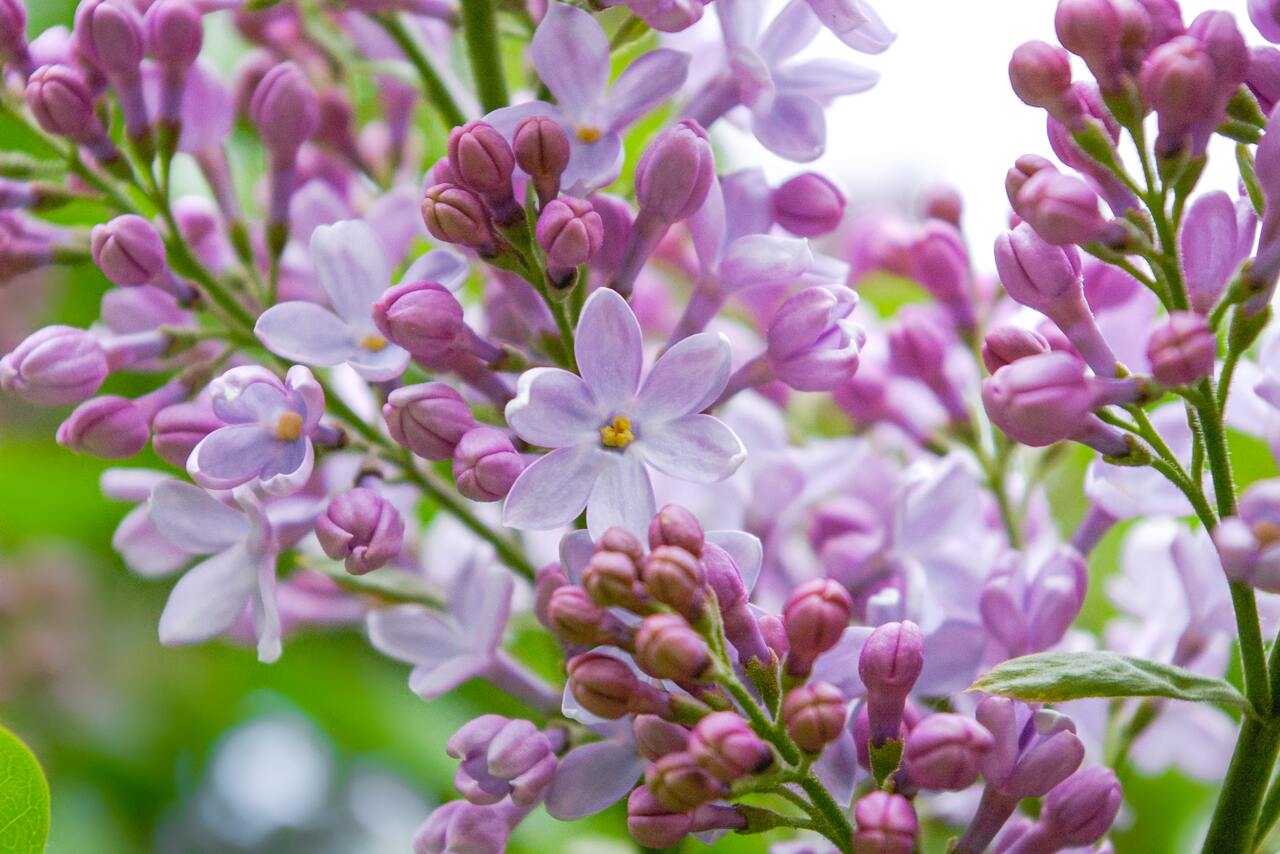 are lilacs poisonous to dogs