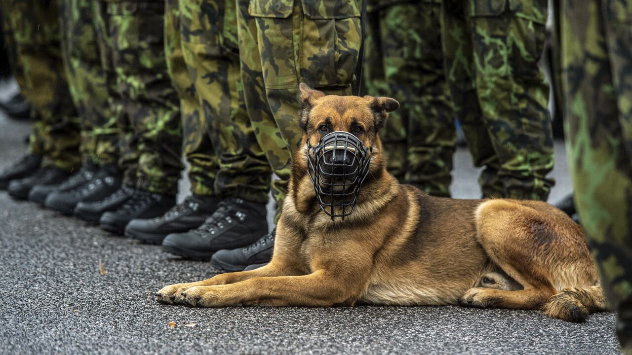 Кинологи раскрыли судьбу брошенных военными в Кабуле собак: Общество: Мир:  Lenta.ru