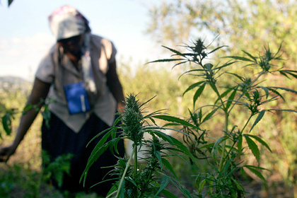 Африка марихуана что такое наркотик мука