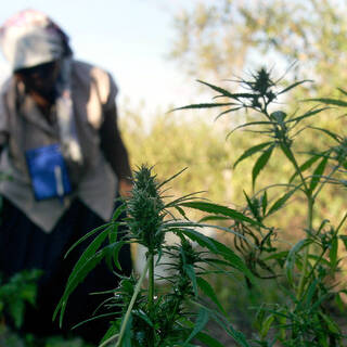 африка марихуана