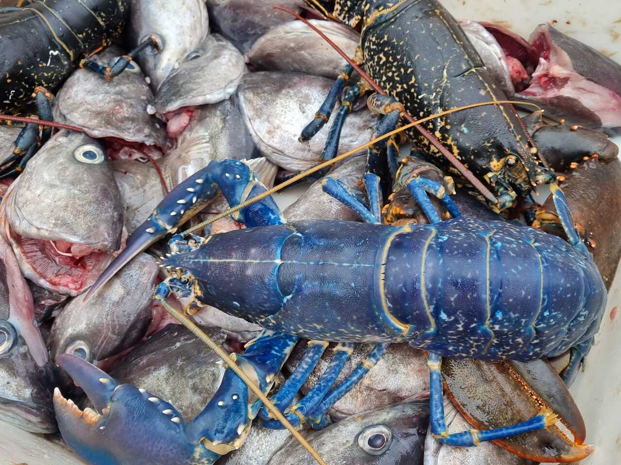 Рыбак выловил редчайшего синего омара и решил отпустить: Звери: Из жизни:  Lenta.ru