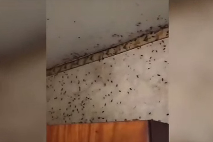 Россияне ужаснулись кишащей тараканами квартире