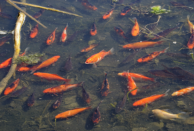 Золотые рыбки в реке. Штат Колорадо. 2015 год