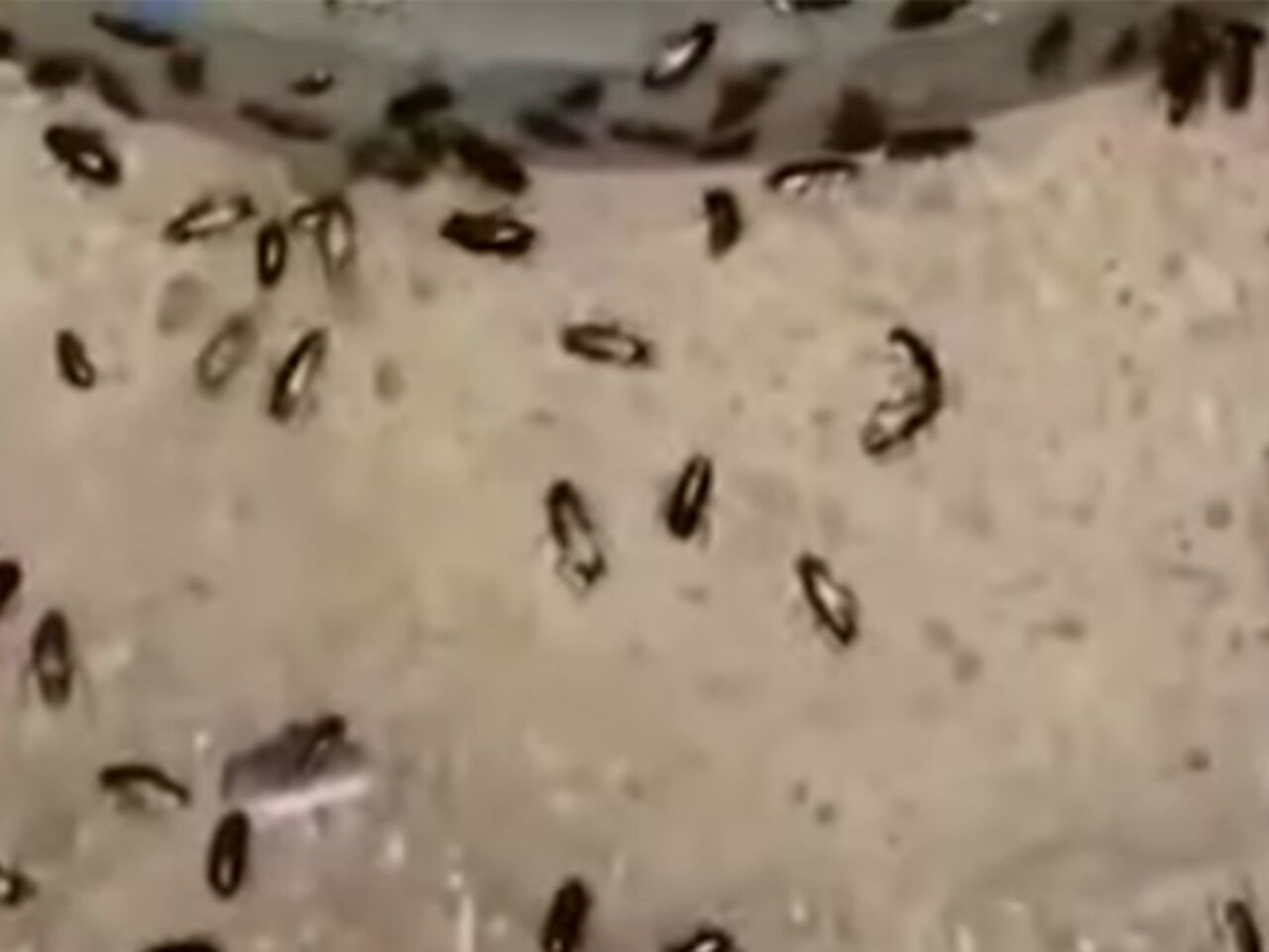 Тараканы в доме