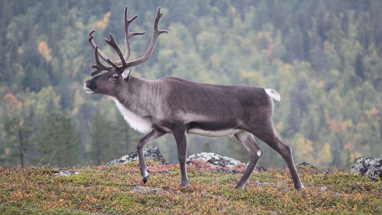 WWF спасет от исчезновения редчайшего северного оленя: Природа: Моя страна:  Lenta.ru