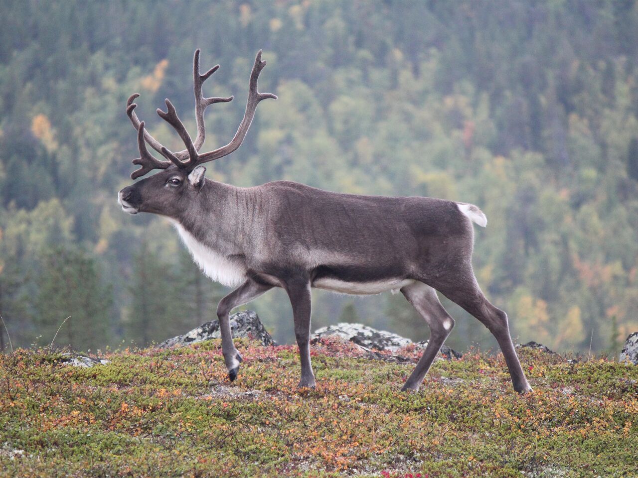 WWF спасет от исчезновения редчайшего северного оленя: Природа: Моя страна:  Lenta.ru