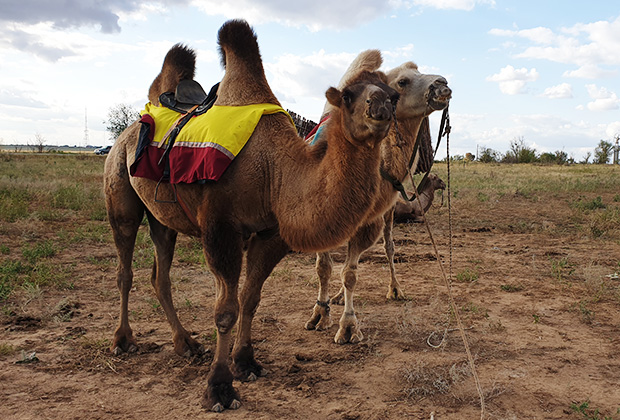 Двугорбые верблюды — «транспортное средство» в степи