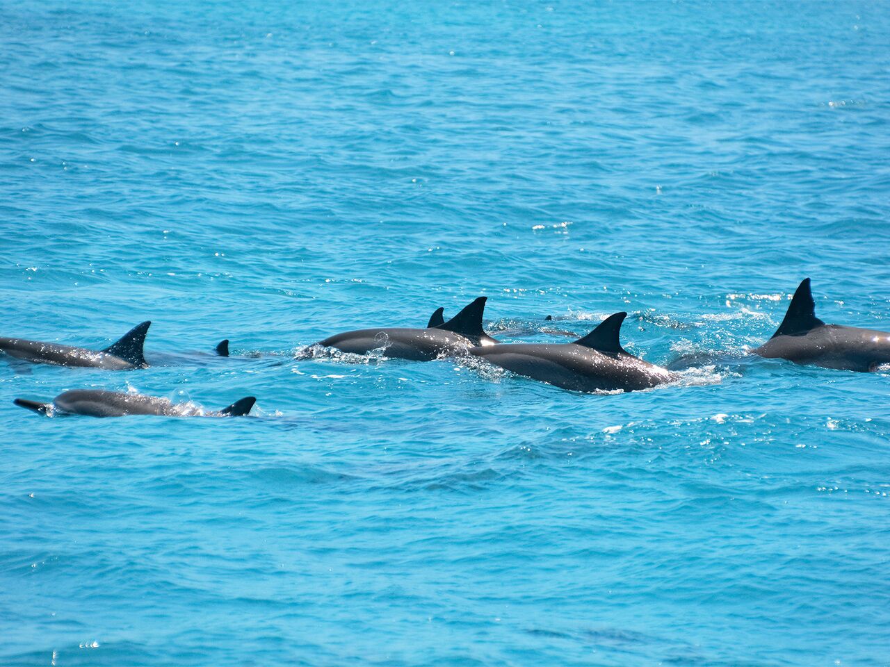 дельфины на островах