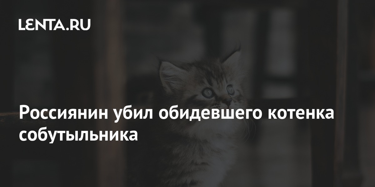 Картинка кто котика обидел