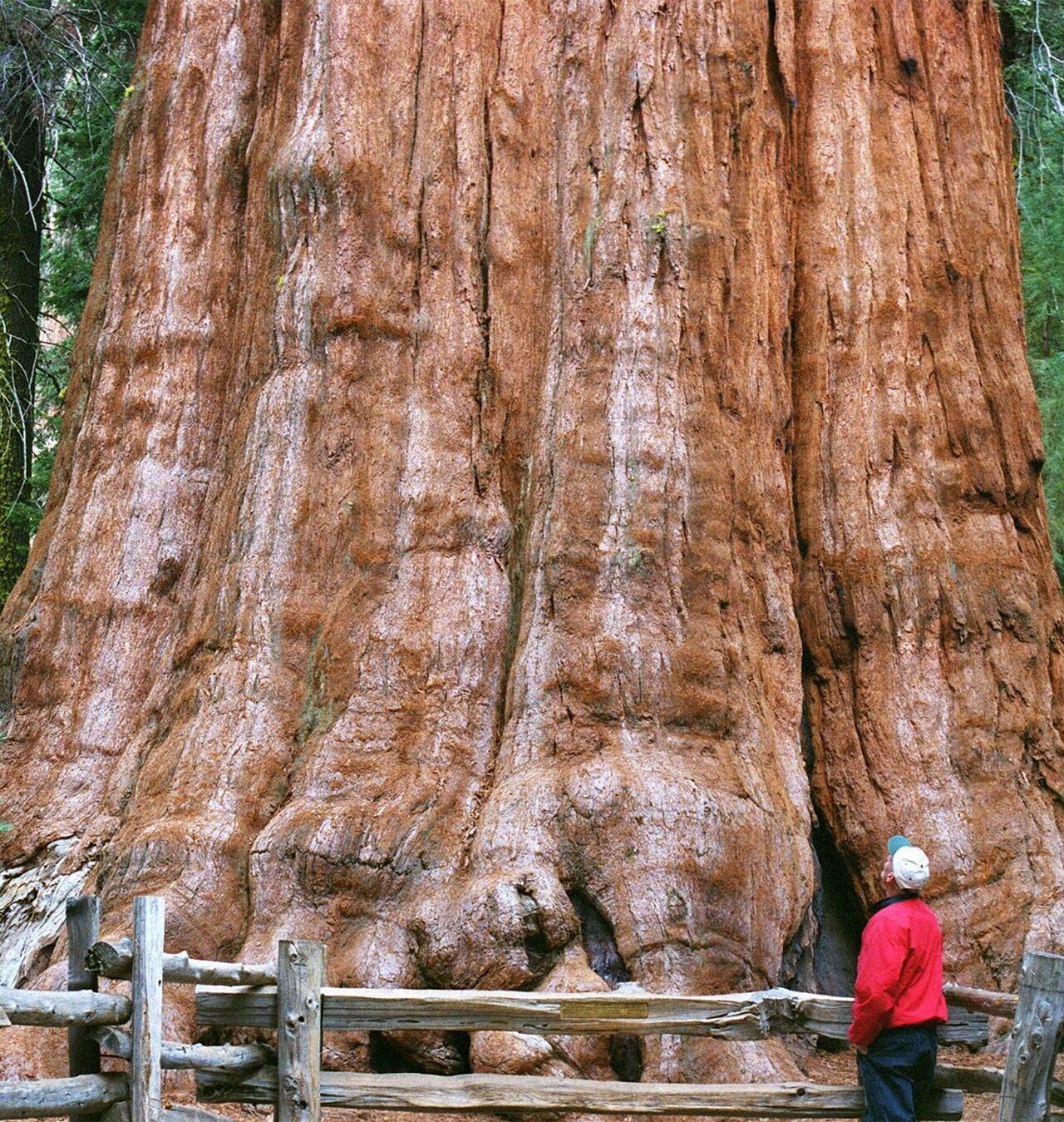 Самое большое дерево в мире фото